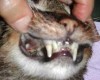 Kieferluxation mit Fraktur bei der Katze – August 2007
