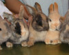 Bobby erzählt warum Kaninchen kastriert werden – Oktober 2008